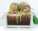 Transparent Root Vegetable Farm