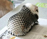 Handmade Guinea Pig Armor