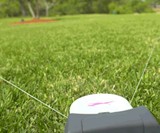 SwiftPaws - Capture the Flag for Dogs