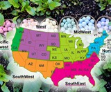 Seedles - Regional US Wildflower Seed Balls