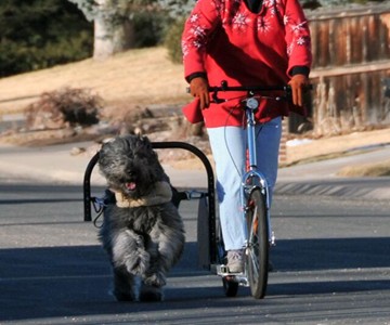 Dog Powered Scooter Dog Powered Scooter