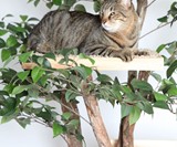 Sycamore Cat Tree House