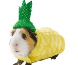 Guinea Pig Halloween Costumes