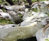 Rent-A-Goat - Invasive Plant Eaters