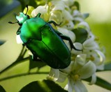 Beetle Wing Jewelry
