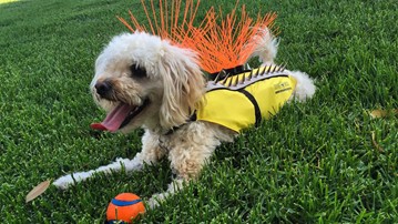 17 of the Best Gifts for Dog Lovers 17 of the Best Gifts for Dog Lovers