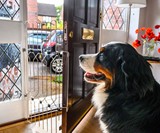 DOG-G8 - Front Door Dog Safety Gate