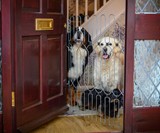 DOG-G8 - Front Door Dog Safety Gate