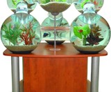 Labyrinth Aquarium