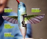 Nano Hummingbird Spy Camera