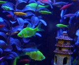 GloFish Fluorescent Fish