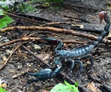 Edible Asian Forest Scorpion