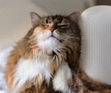 Groomatic Automatic Cat Grooming Brush