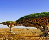 Dragon's Blood Medicinal Tree Sap