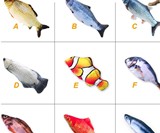 Electric Dancing Fish Cat Toy