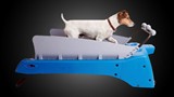 The Dog Treadmill