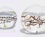 Self Sustaining Ecosphere