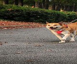 Walky Dog Hands-Free Bicycle Leash