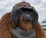Ultra-Realistic Orangutan Costume