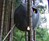 The Tree Tent