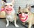 Human Face Dog Masks