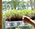 Grow 'n' Serve Microgreen Kits