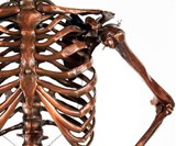 Philippe the Skeleton Lamp
