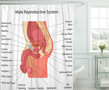 Male Reproductive System Shower Curtain Male Reproductive System Shower Curtain