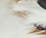 Calmz Anxiety Relief System for Dogs