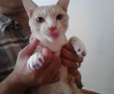 Soft Claws for Cats - Anti-Scratching Aid