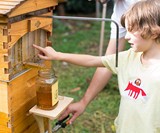 Flow Hives Langstroth Style Cedar Beehive