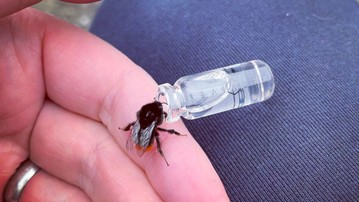 BEEVIVE Bee Revival Keyring BEEVIVE Bee Revival Keyring
