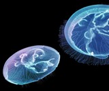 Pet Jellyfish Aquarium