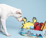 BoxDog Custom Dog Subscription Boxes