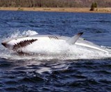 Seabreacher Shark X Submarine, Side View
