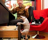Office Possum