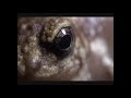 Epic Frog Escape