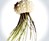 Jellyfish Air Plants