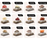 Shrooly Automatic Home Mushroom Grower