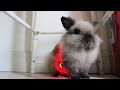 HALO LED Pet Collar