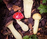 Stress Mushrooms