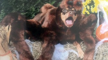 Medium Tarantula Dog Halloween Costume Medium Tarantula Dog Halloween Costume