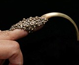 Predator Claw Rings