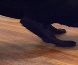Odin Modular Puzzle Dog Toy