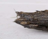 Barn Owl Pellets