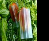 Star-Shaped Fruit & Veggie Grow Molds