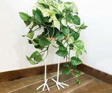 Bird Foot Plant Stand