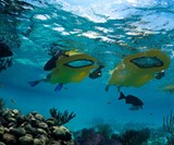 Zayak Sea Sled
