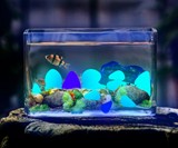 Glowing Pebbles for Walkways, Gardens & Home Decor
