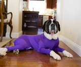 Shed Defender Dog Onesie